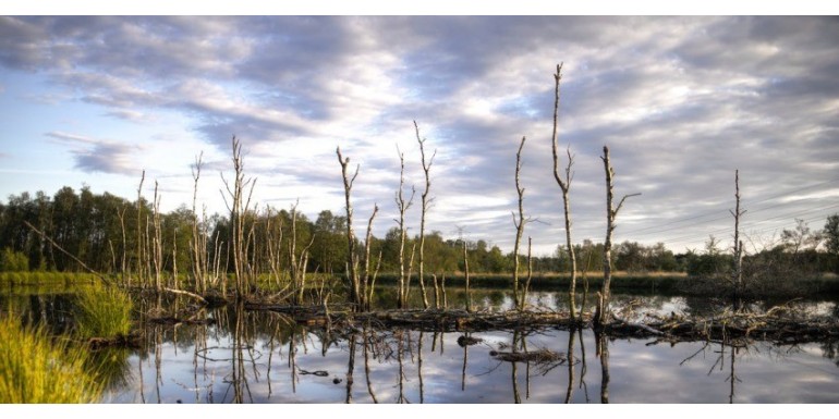 La vital importancia ecológica de los humedales