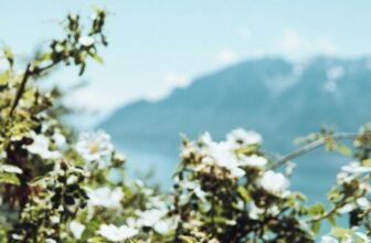 Plantas con flores blancas y hojas verdes en paisaje de montaña primaveral